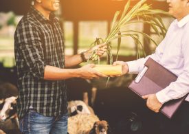 Smart Farms Small Grants open for big impact
