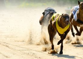 Greyhound Racing NSW secures world-first farm-stay facility