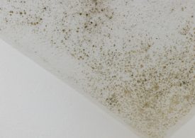 Must we be musty? Dealing with mould in your home