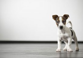 New technology to strengthen pet register