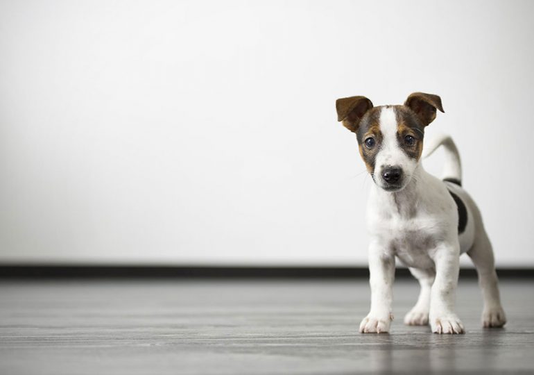 New technology to strengthen pet register