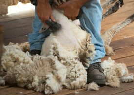 Boost to shearing industry capacity