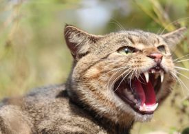 Pushing genetic and digital innovation to better detect and manage invasive species