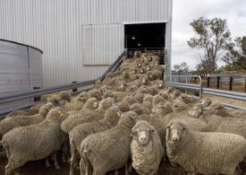 Take action to head off flystrike risks