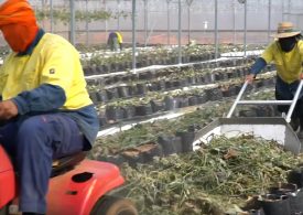 Cleaning and disinfecting greenhouses between crops