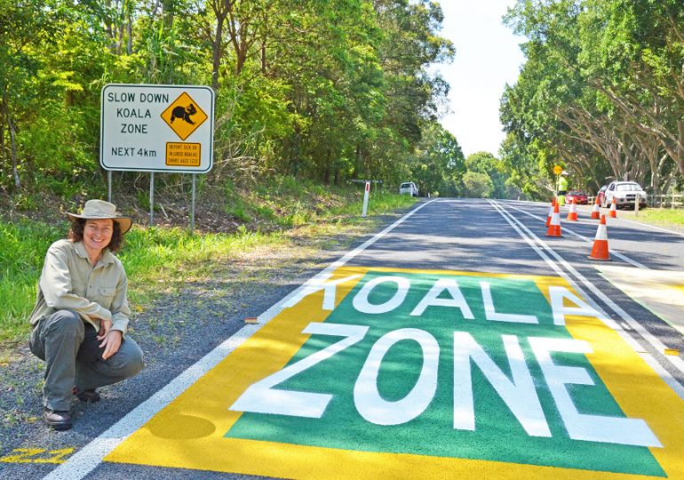 Slow down on the road and watch out for koalas during Spring