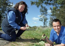 Weevils spell trouble for Paterson’s curse
