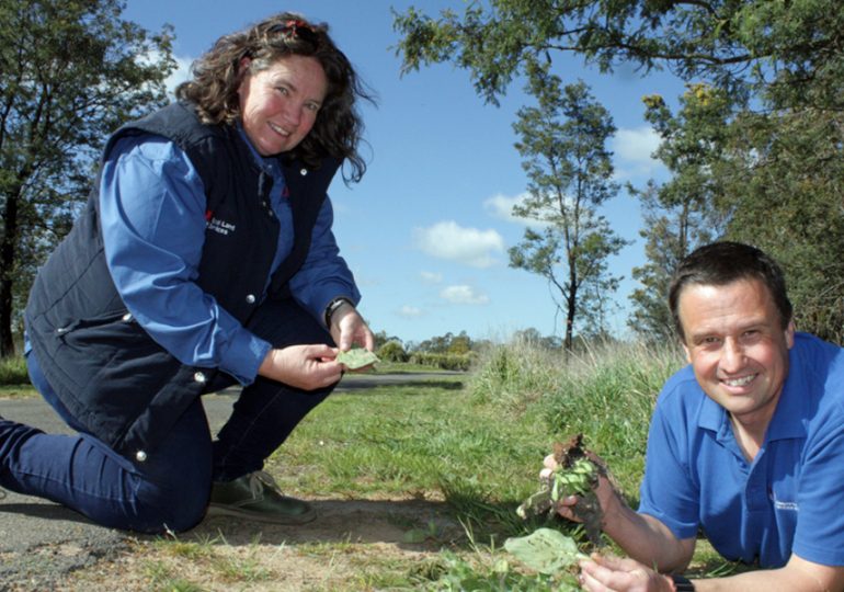 Weevils spell trouble for Paterson’s curse