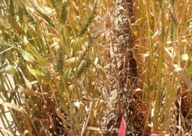 HWSC effective for brome grass management
