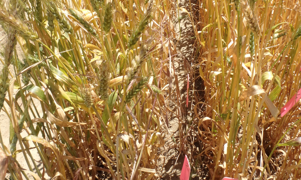 HWSC effective for brome grass management Get Regional