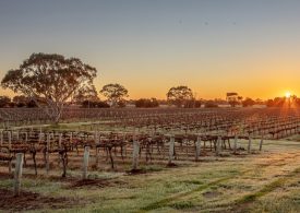 Langhorne Creek vineyard on the market