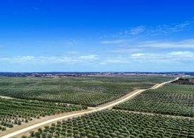 SA olive growers expand in Coonalpyn