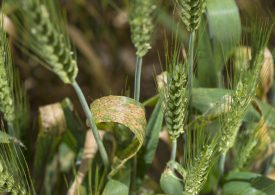 Updated risk management advice for Septoria