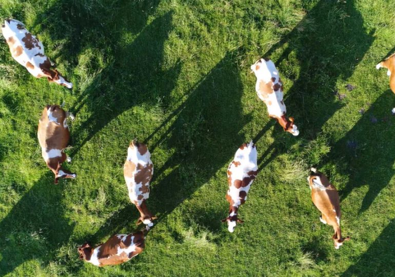 Dairy farmer confidence boosted