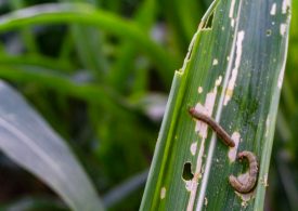 Monitor for armyworm on the march