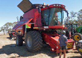 Grain harvest parthenium alert