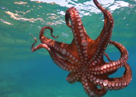 Commercial octopus fishery licences secured in Gippsland
