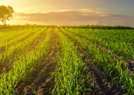 Collaborative partnership to help industry control greyback cane grubs