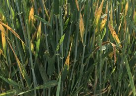 Yellow Dwarf Virus infections increase in cereal crops