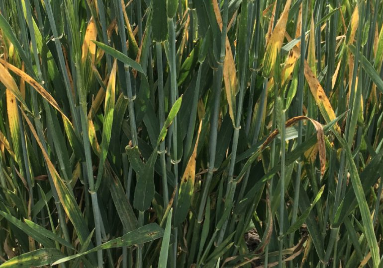 Yellow Dwarf Virus infections increase in cereal crops