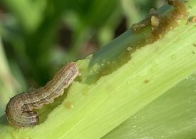 Growers urged to monitor crops as exotic pest spreads rapidly through Queensland