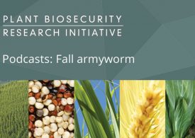 Podcasts for fall armyworm management options in Australia’s north