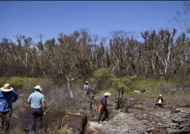 Artist expedition captures recovering Blue Mountains swamplands