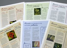 Maximise your crop with better pollination