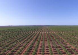 $120m Western Rosella Farming Portfolio to hit the market