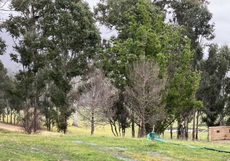 Wandella Hall rebuild community consultation sessions