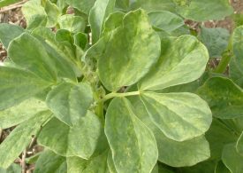 Researchers investigating virus outbreak in faba beans