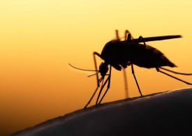 Mosquito activity to increase following heavy rain