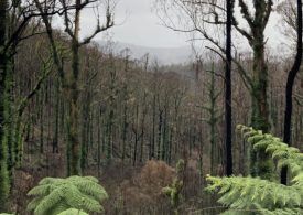 Disaster Relief Fund next round now open