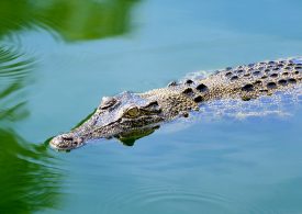 NT croc resurgence under investigation