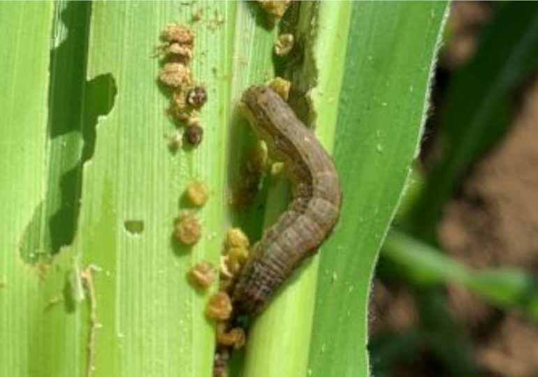 Grain growers put fall armyworm management plans into action