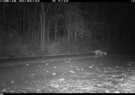 Camera traps detecting the undetected