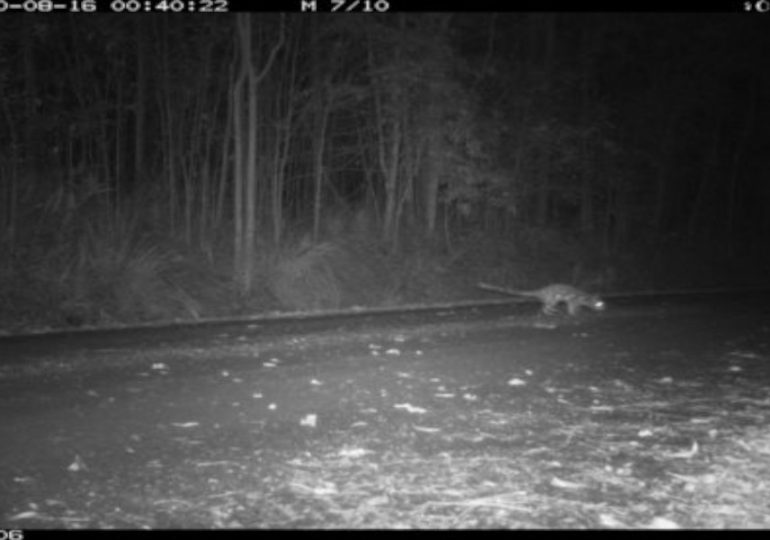 Camera traps detecting the undetected