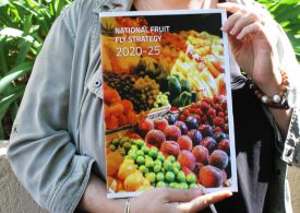 Blueprint for national cooperation on fruit fly released
