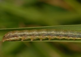 Fall armyworm webinar offers insights from the paddock