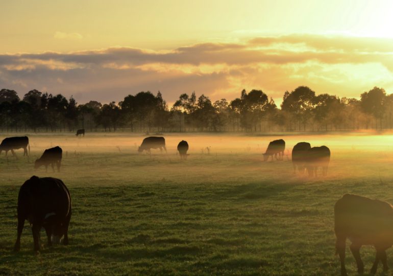 Vaccinate now to protect livestock from anthrax