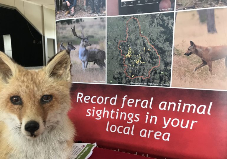 FeralScan and pest management workshops in NSW – 44 completed and counting