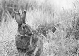 Seeing more rabbits over summer does not mean we are losing the fight