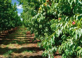 Pick up fallen fruit in orchards