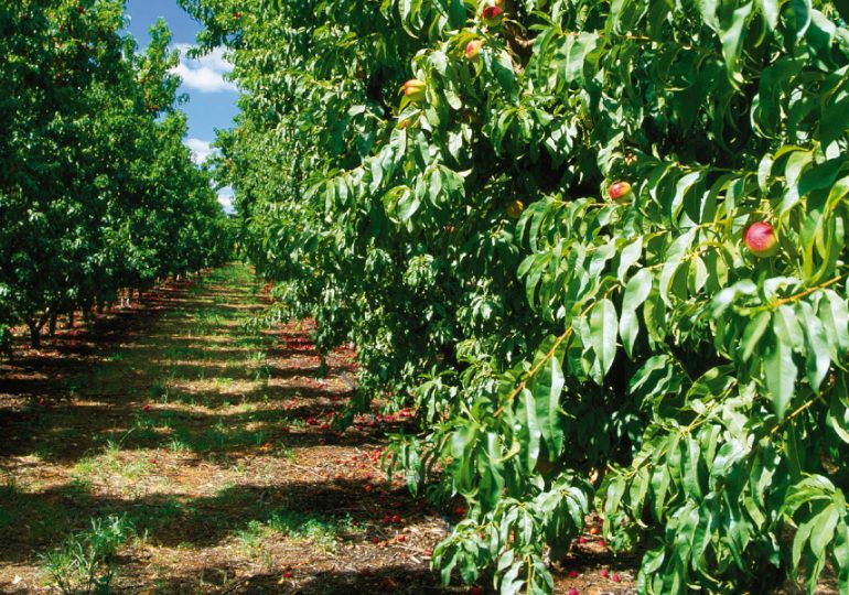 Pick up fallen fruit in orchards