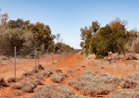Multi-million dollar tender now open for the construction of the world's longest wild dog fence