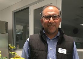 Glyphosate-resistant capeweed detected in WA