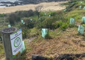 Dune Enhancement Project in full swing