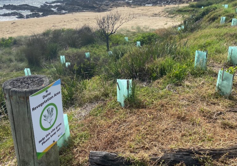 Dune Enhancement Project in full swing