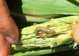 Horticulture growers urged to monitor crops for voracious pest
