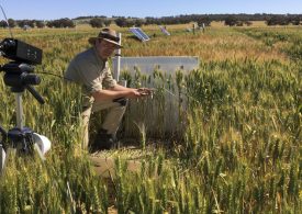 Research gives insight into how stubble influences frost risk